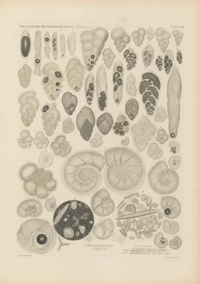 Mikrogeologie Pl.28 av Christian Gottfried Ehrenberg