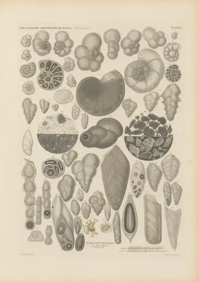 Mikrogeologie Pl.29 av Christian Gottfried Ehrenberg