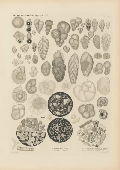 Mikrogeologie Pl.30 av Christian Gottfried Ehrenberg
