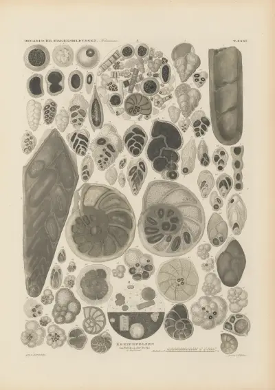 Mikrogeologie Pl.31 av Christian Gottfried Ehrenberg