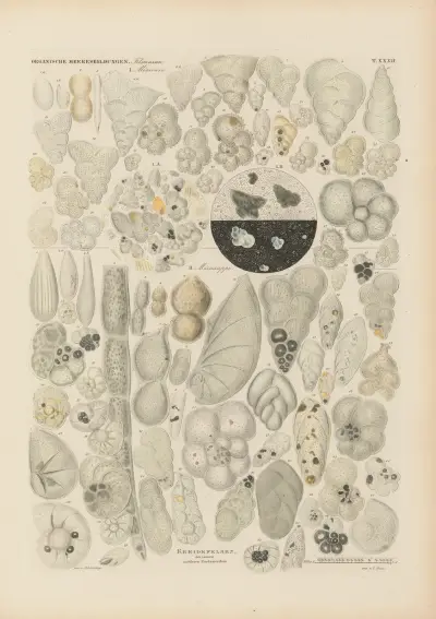 Mikrogeologie Pl.32 av Christian Gottfried Ehrenberg