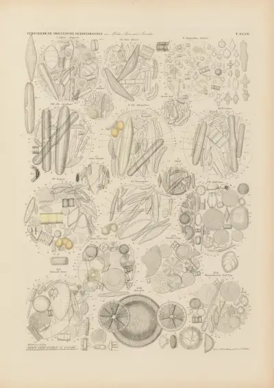 Mikrogeologie Pl.33 av Christian Gottfried Ehrenberg
