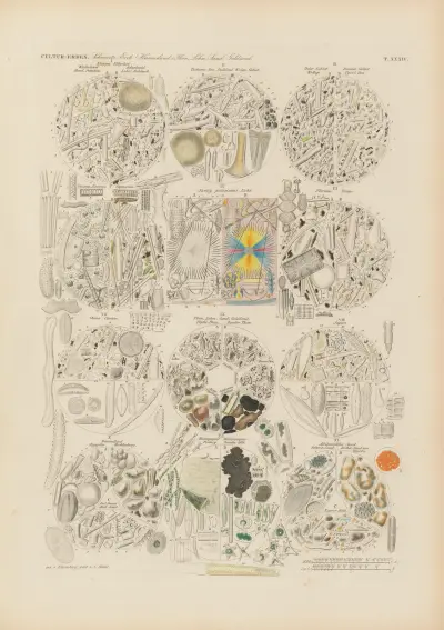 Mikrogeologie Pl.34 av Christian Gottfried Ehrenberg