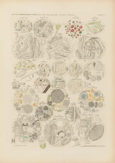 Mikrogeologie Pl.35 av Christian Gottfried Ehrenberg