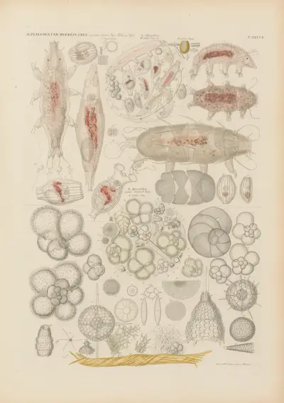 Mikrogeologie Pl.36 av Christian Gottfried Ehrenberg