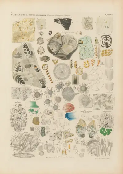 Mikrogeologie Pl.38 av Christian Gottfried Ehrenberg