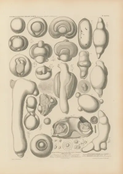Mikrogeologie Pl.41 av Christian Gottfried Ehrenberg