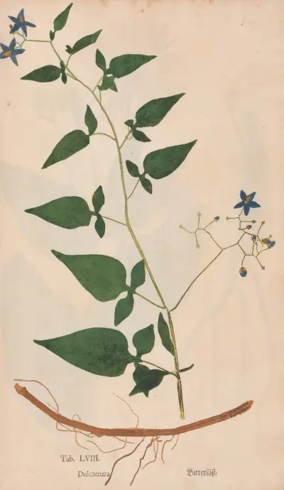 Ectypa vegetabilium Pl.058 von Christian Gottlieb Ludwig