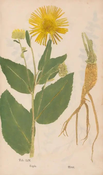 Ectypa vegetabilium Pl.059, Christian Gottlieb Ludwig