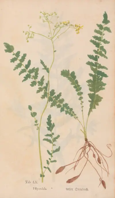 Ectypa vegetabilium Pl. 060 von Christian Gottlieb Ludwig