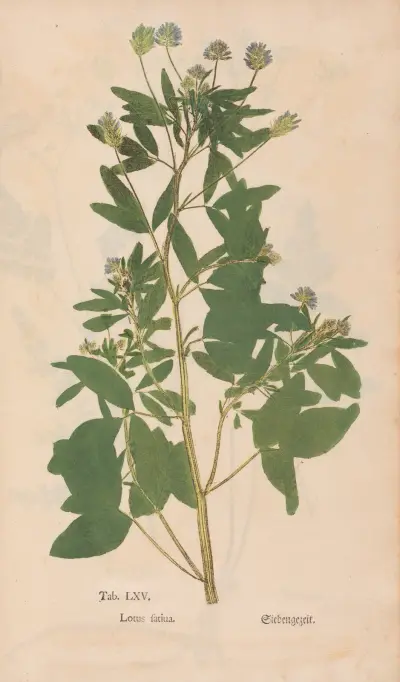 Ectypa vegetabilium Pl.065 von Christian Gottlieb Ludwig