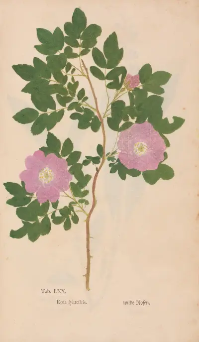 Pflanzenabbildungen Taf. 070 von Christian Gottlieb Ludwig