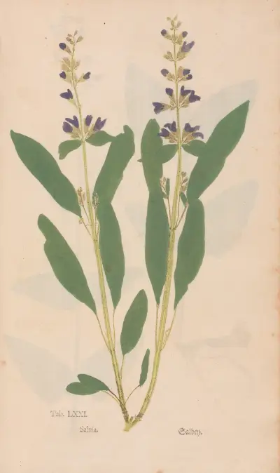 Ectypa vegetabilium Pl.071 av Christian Gottlieb Ludwig