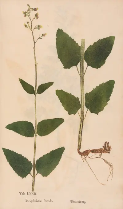 Ectypa vegetabilium Pl.072 av Christian Gottlieb Ludwig