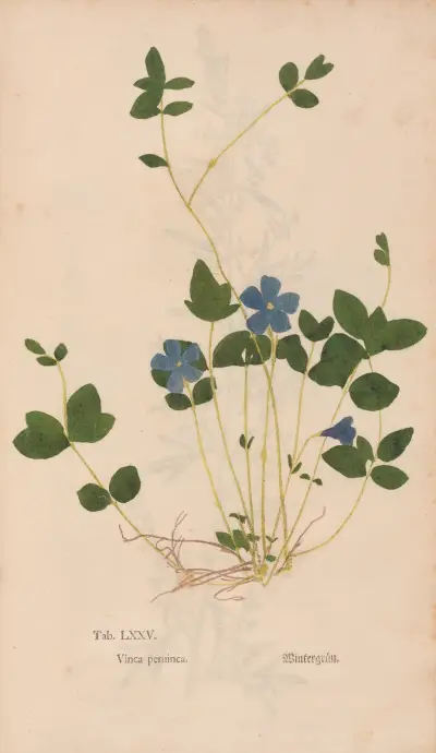 Ectypa vegetabilium Pl.075 av Christian Gottlieb Ludwig