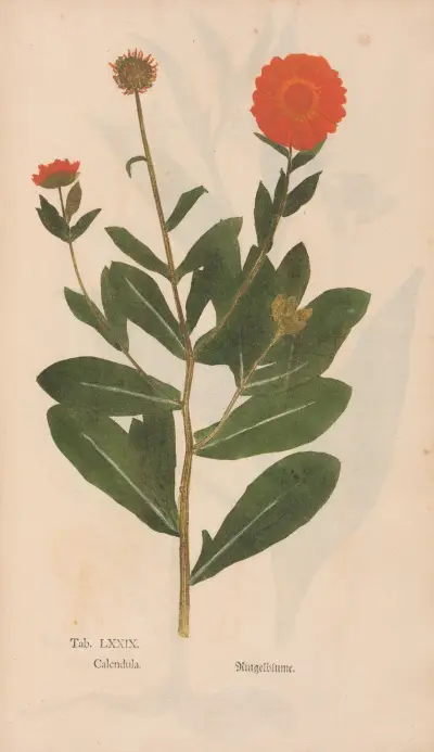 Ectypa vegetabilium Pl.079 av Christian Gottlieb Ludwig