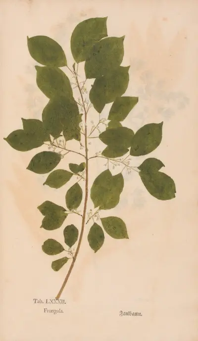 Ectypa vegetabilium Pl.082 av Christian Gottlieb Ludwig