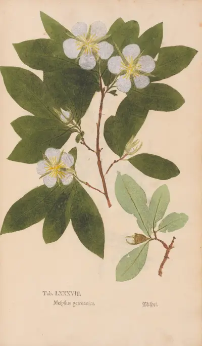 Ectypa vegetabilium Pl.088, Christian Gottlieb Ludwig
