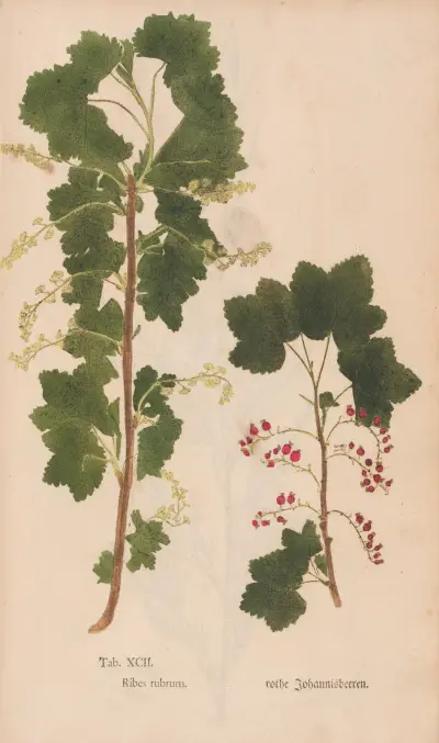 Ectypa vegetabilium Pl.092 av Christian Gottlieb Ludwig