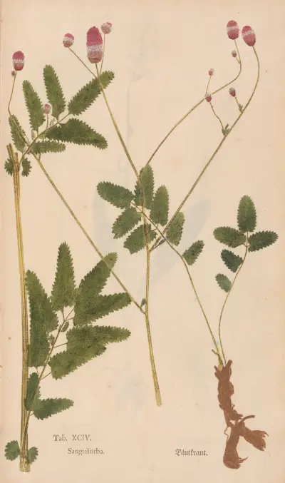 Ectypa vegetabilium Pl.094, Christian Gottlieb Ludwig