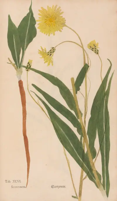 Ectypa vegetabilium Pl.096 von Christian Gottlieb Ludwig