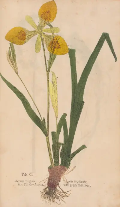 Ectypa vegetabilium Pl.101 av Christian Gottlieb Ludwig