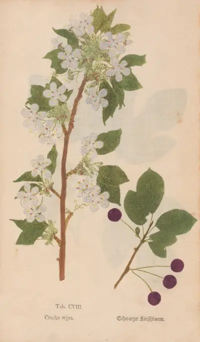Ectypa vegetabilium Pl.108, Christian Gottlieb Ludwig