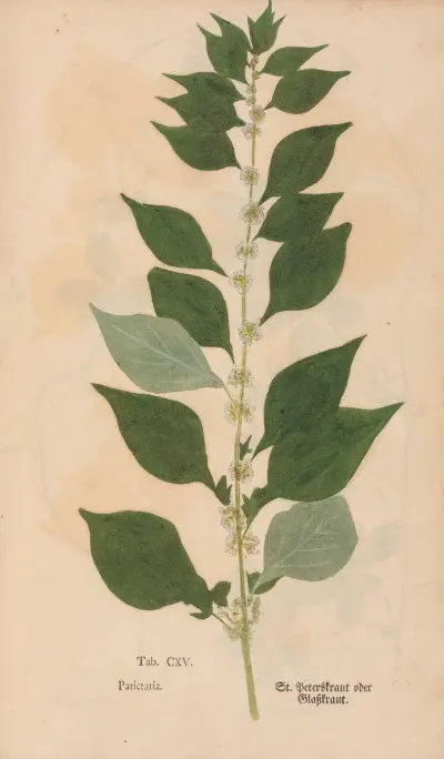 Ectypa vegetabilium Pl.115 von Christian Gottlieb Ludwig
