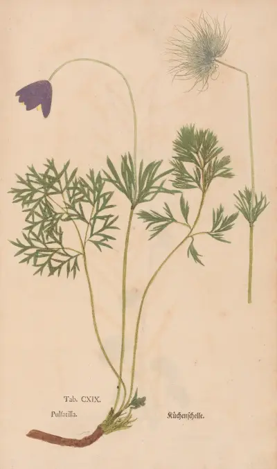 Ectypa vegetabilium Pl.119 von Christian Gottlieb Ludwig
