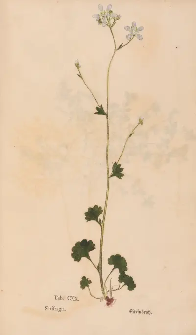 Ectypa vegetabilium Pl.120 av Christian Gottlieb Ludwig
