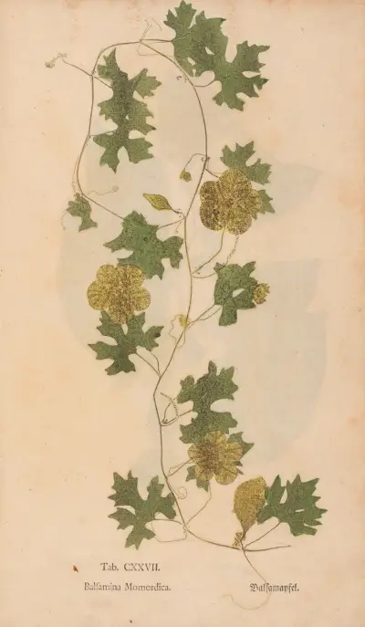 Ectypa vegetabilium Pl.127 av Christian Gottlieb Ludwig