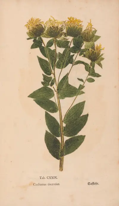 Ectypa vegetabilium Pl.129 von Christian Gottlieb Ludwig