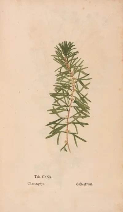 Ectypa vegetabilium Pl. 130 von Christian Gottlieb Ludwig