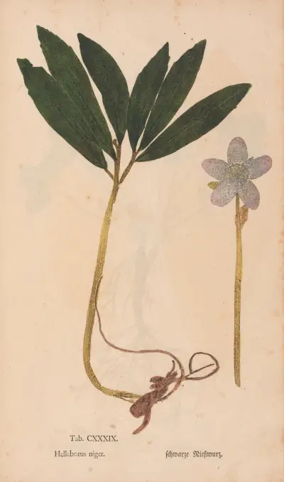 Ectypa vegetabilium Pl.139, Christian Gottlieb Ludwig