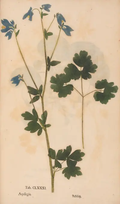 Ectypa vegetabilium Pl. 181, Christian Gottlieb Ludwig