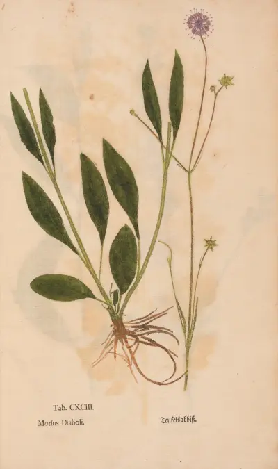 Ectypa vegetabilium Pl. 193 von Christian Gottlieb Ludwig