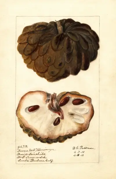 Annona squamosa: Anona No av Deborah Griscom Passmore