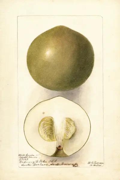 Casimiroa edulis: Zapota Blanco av Deborah Griscom Passmore