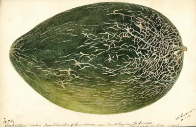 Citrullus lanatus: Turkestan av Deborah Griscom Passmore