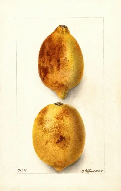 Citrus limon av Deborah Griscom Passmore