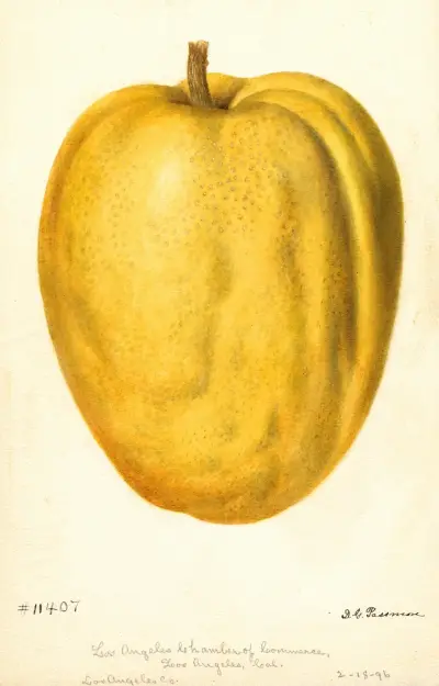 Citrus medica: Citron of Commerce, 1896 – nr 2 av Deborah Griscom Passmore