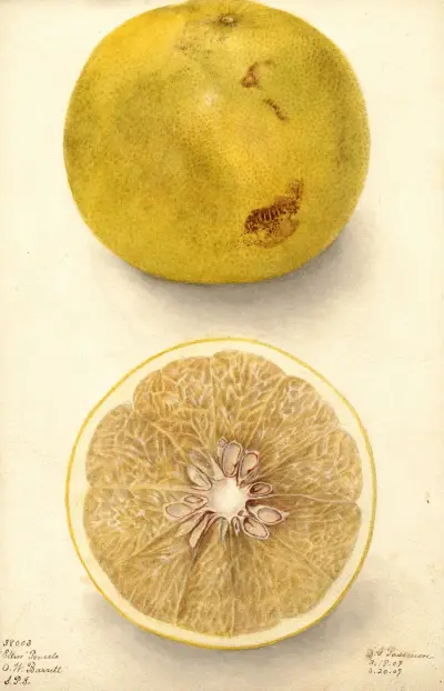 Citrus paradisi: Ellen av Deborah Griscom Passmore