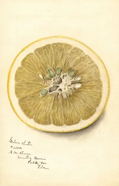 Citrus paradisi: Silver Cluster av Deborah Griscom Passmore