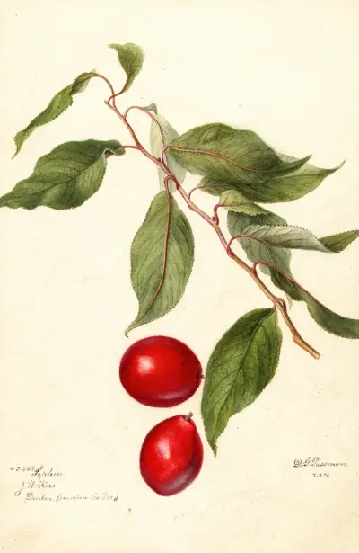 Prunus domestica: Sophie av Deborah Griscom Passmore
