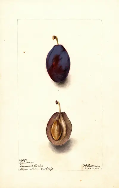 Prunus domestica: Splendor av Deborah Griscom Passmore