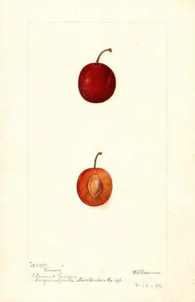 Prunus domestica: Warren av Deborah Griscom Passmore
