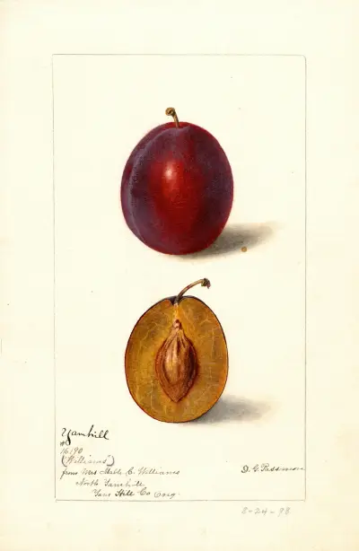 Prunus domestica: Yamhill av Deborah Griscom Passmore