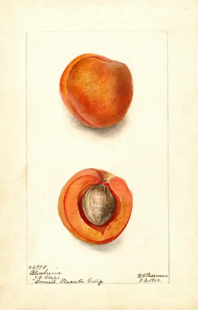 Prunus mume: Blenheim av Deborah Griscom Passmore