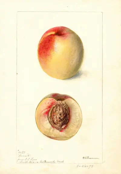 Prunus persica: Connett av Deborah Griscom Passmore