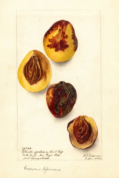 Prunus persica: Elberta av Deborah Griscom Passmore